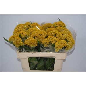 CELOSIA REPRISE GOLD