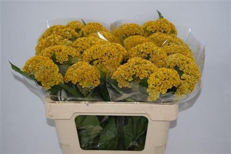 <h4>CELOSIA REPRISE GOLD</h4>