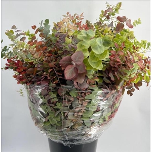 Euc. Stuartiana Autumn