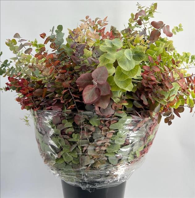 Euc. Stuartiana Autumn