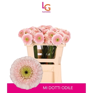 GERBERA MB DOTTIE ODILE