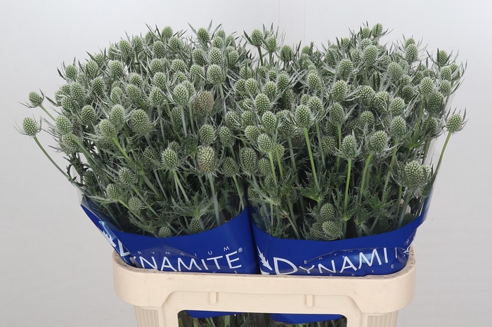 Eryngium Silver Dynamite