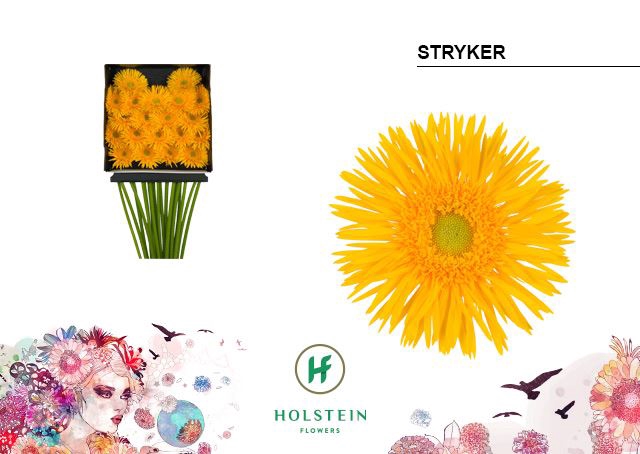 <h4>Gerbera MIS 'Stryker'</h4>