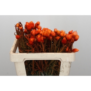 Kaaps Groen Phaenocoma Oranje