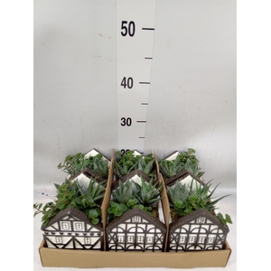Arr.   Kamerplant Groen L%
