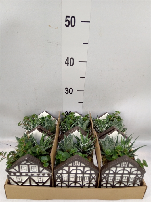 <h4>Arr.   Kamerplant Groen L%</h4>