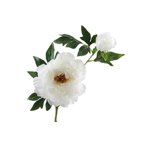 Paeonia Bud White