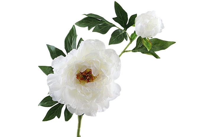 <h4>Paeonia Bud White</h4>