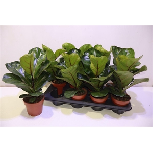 arr8 Ficus Lyrata Bambino