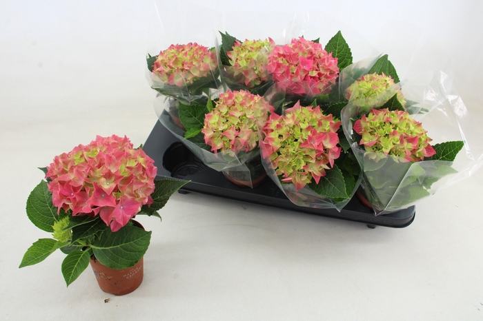 <h4>HYDR M HI OCEAN</h4>