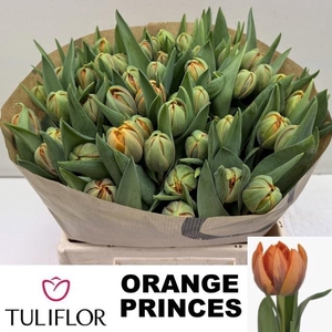 TU DU ORANGE PRINCES