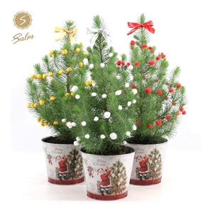 Pinus pinea 'Silver Crest' P17 in Zinc Santa + Deco Sensation Mix + Bow Mix