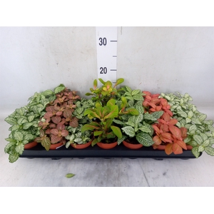 Fittonia   ...mix 7