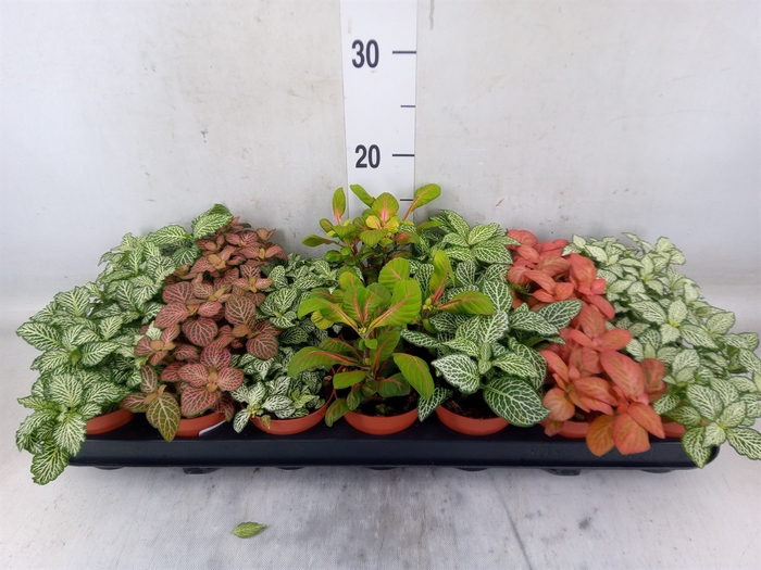 <h4>Fittonia   ...mix 7</h4>