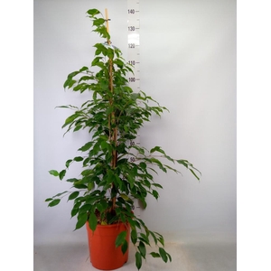 Ficus benja. 'Exotica'