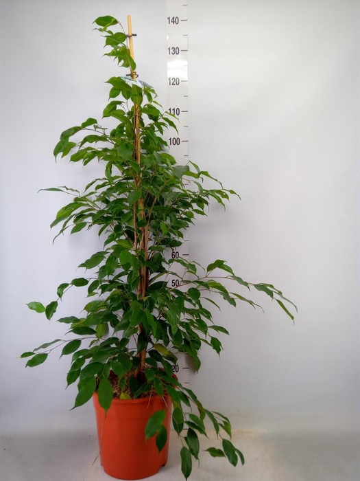<h4>Ficus benja. 'Exotica'</h4>