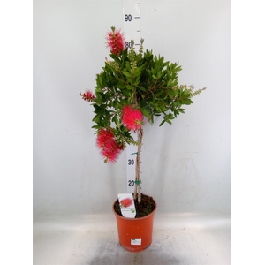 Callistemon citrinus