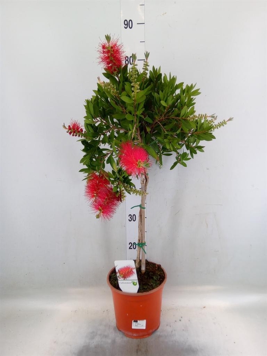 <h4>Callistemon citrinus</h4>