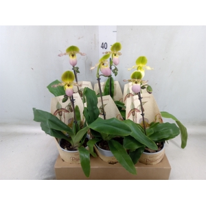 Paphiopedilum multiflower   ...mix