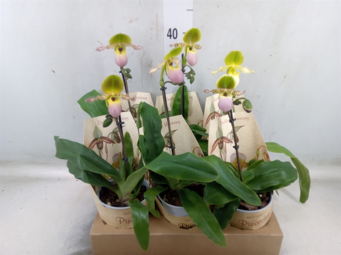 <h4>Paphiopedilum multiflower   ...mix</h4>