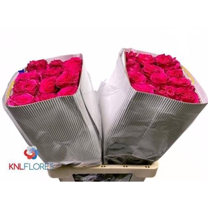 Rosa a grande fleur Full Monty!