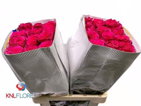 <h4>Rosa a grande fleur Full Monty!</h4>
