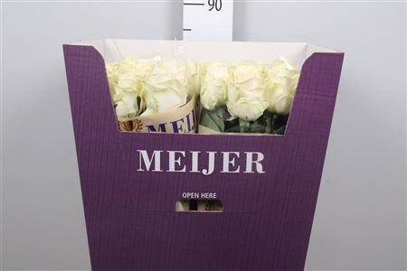 <h4>R Gr Four Seasons+</h4>