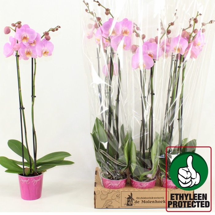 <h4>PHAL ANTHURA OSAKA</h4>