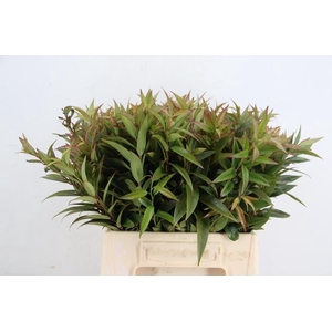 LEUCOTHOE WALTERI ROOD 045CM