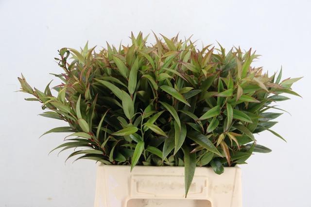 <h4>LEUCOTHOE WALTERI ROOD 045CM</h4>