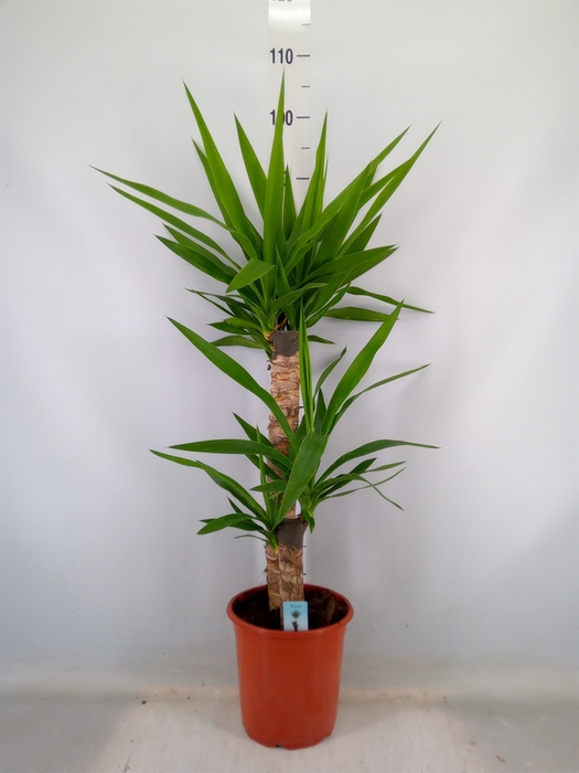 <h4>Yucca   ...</h4>