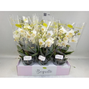 Phalaenopsis multi.   ...white