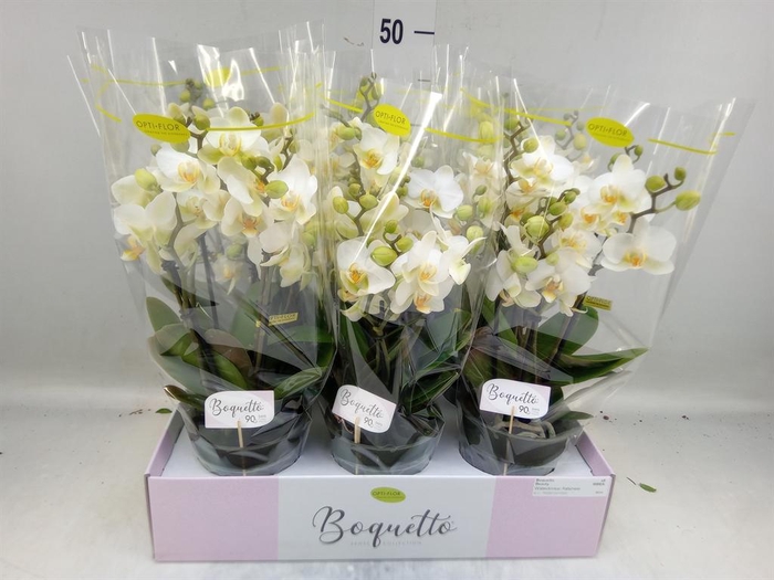 <h4>Phalaenopsis multi.   ...white</h4>