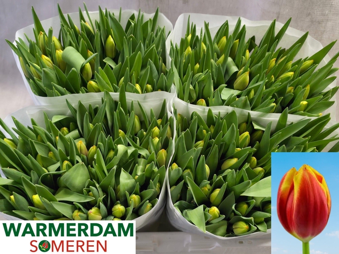 <h4>TU EN DOW JONES</h4>