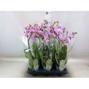Phalaenopsis multi.   ...rose