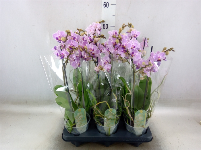 <h4>Phalaenopsis multi.   ...rose</h4>
