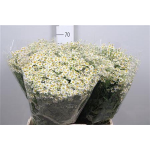 Tanacetum parth. 'Single Vegmo'