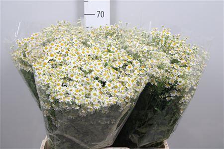 <h4>Tanacetum parth. 'Single Vegmo'</h4>