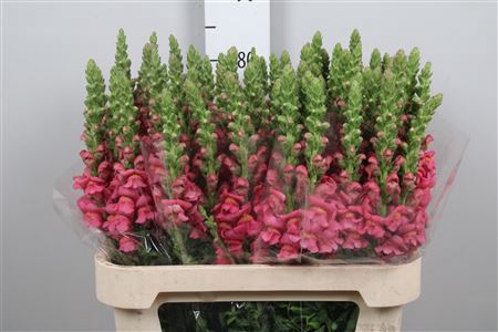 <h4>Antir Antibes Rose</h4>
