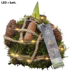 PTAA7528 Arrangementen Hippeastrum