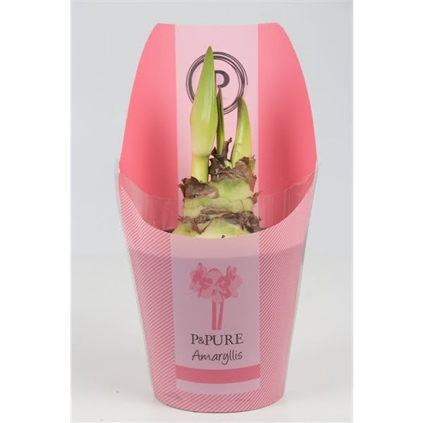 <h4>Hippeastrum pink in P&PURE Collection sleeve</h4>