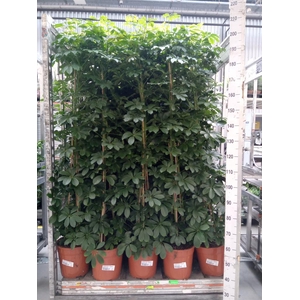 Schefflera arbor. 'Compacta'