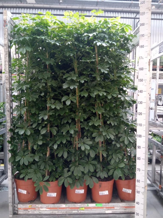 <h4>Schefflera arbor. 'Compacta'</h4>