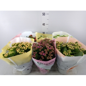 Kalanchoe blos.   ..rosebud mix GR