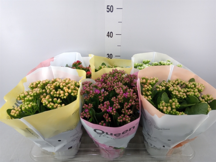 <h4>Kalanchoe blos.   ..rosebud mix GR</h4>