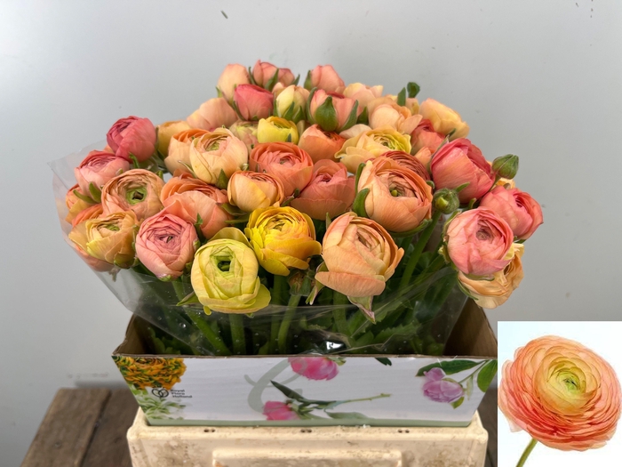 <h4>RAN EL SALMON</h4>