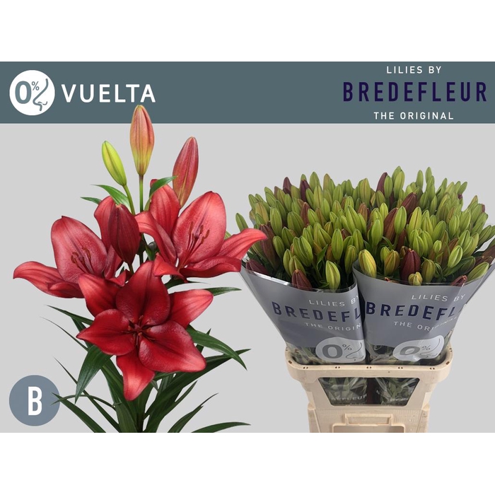 <h4>Li La Vuelta</h4>