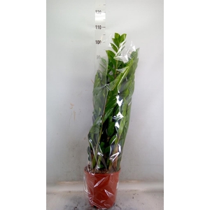 Zamioculcas zamiifolia