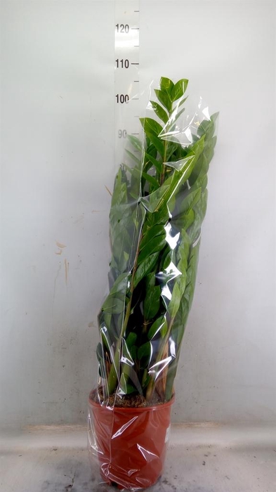 <h4>Zamioculcas zamiifolia</h4>