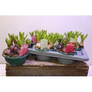 arr8 Hyacin Oriental Gem